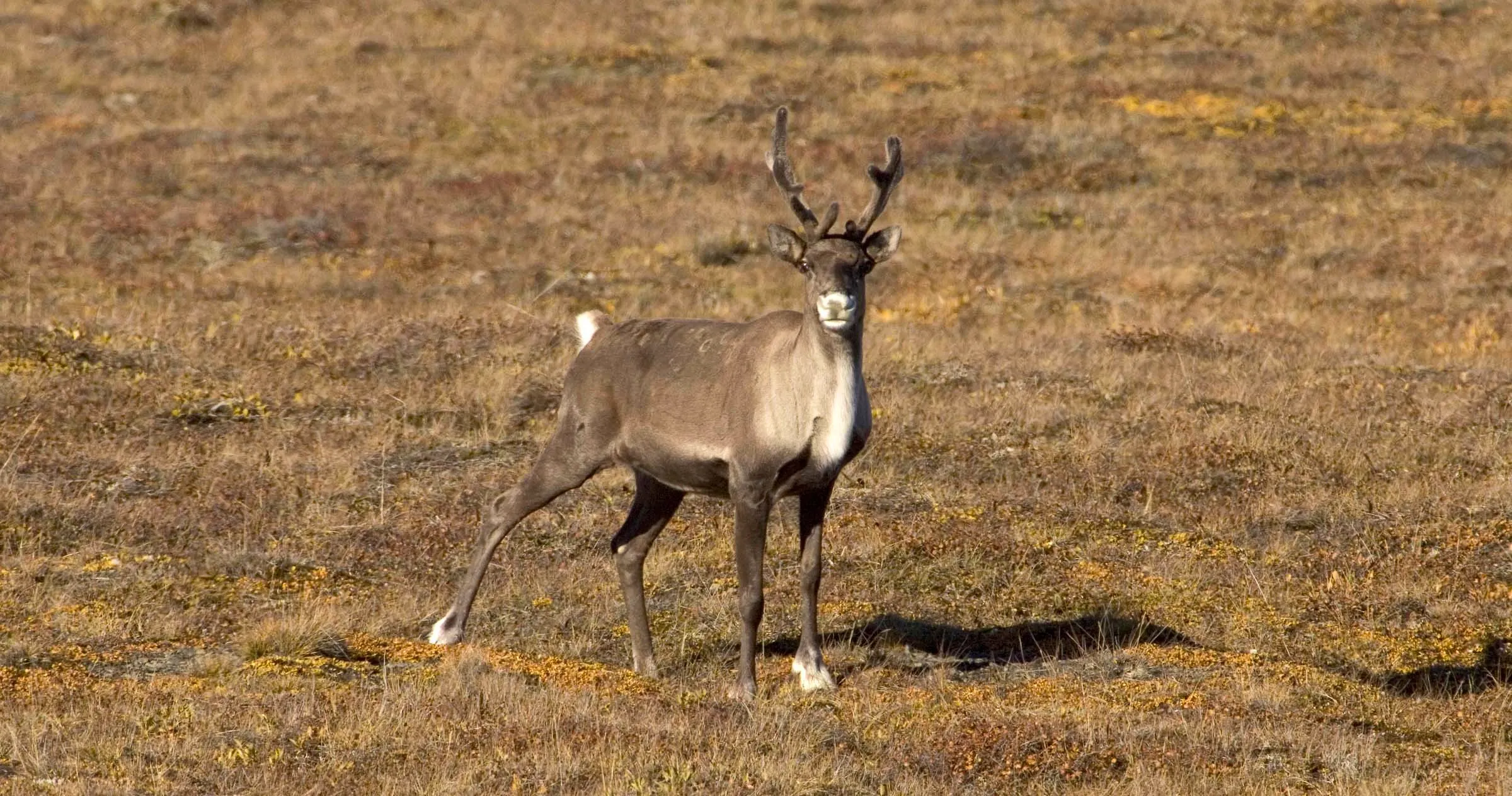porcupine caribou standing in field 