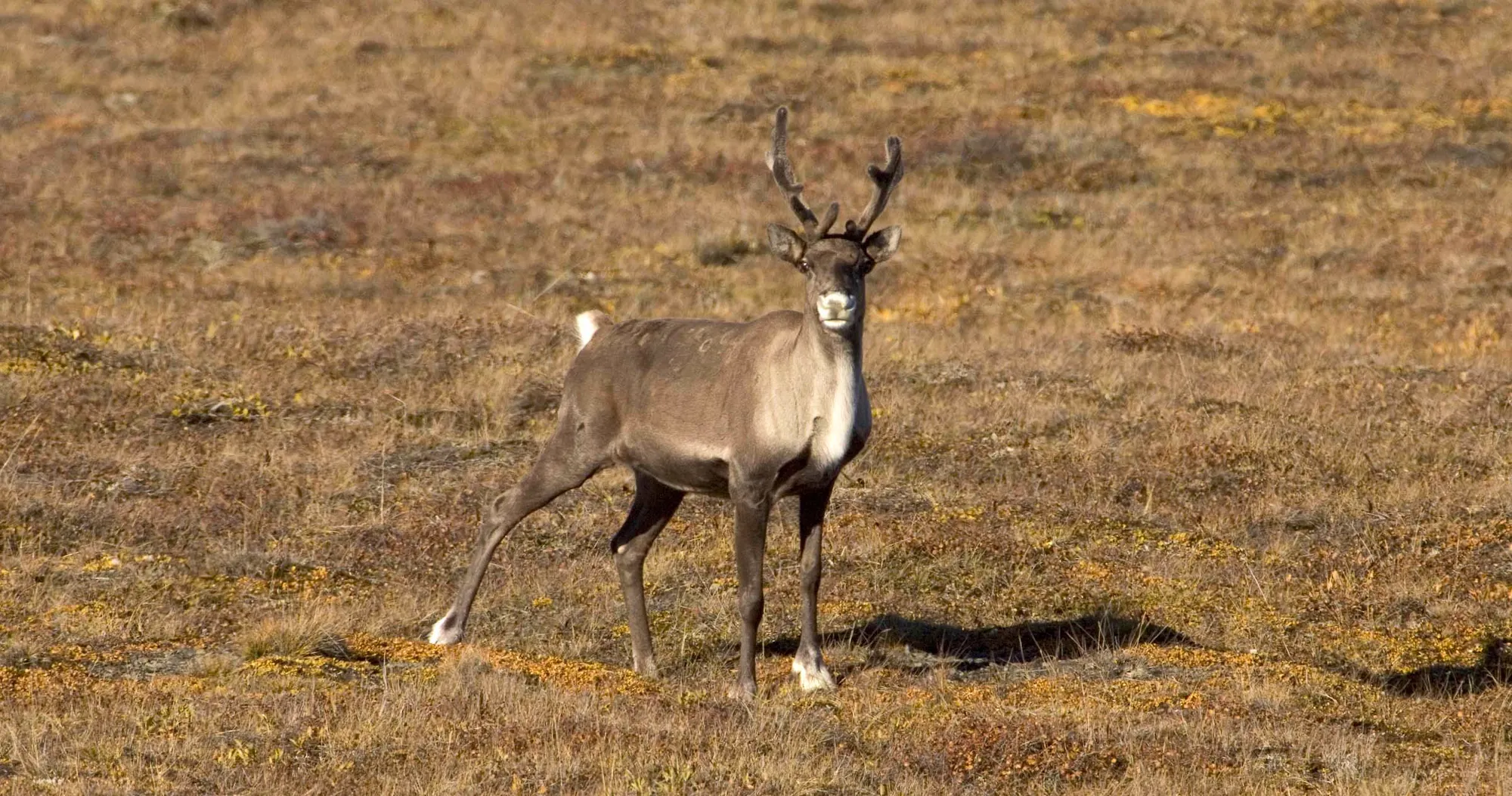 porcupine caribou standing in field 