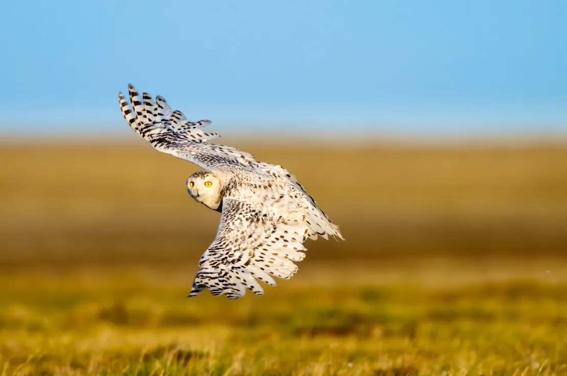 A female snowy owl, with its dark spots on its otherwise white feathersflies over the Northernmost area of the National Petroleum Reserve near Utqiagvik, Alaska.
