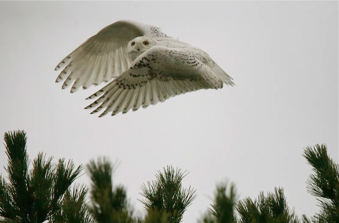Snowy Owl flying above pine trees in Massachusetts.