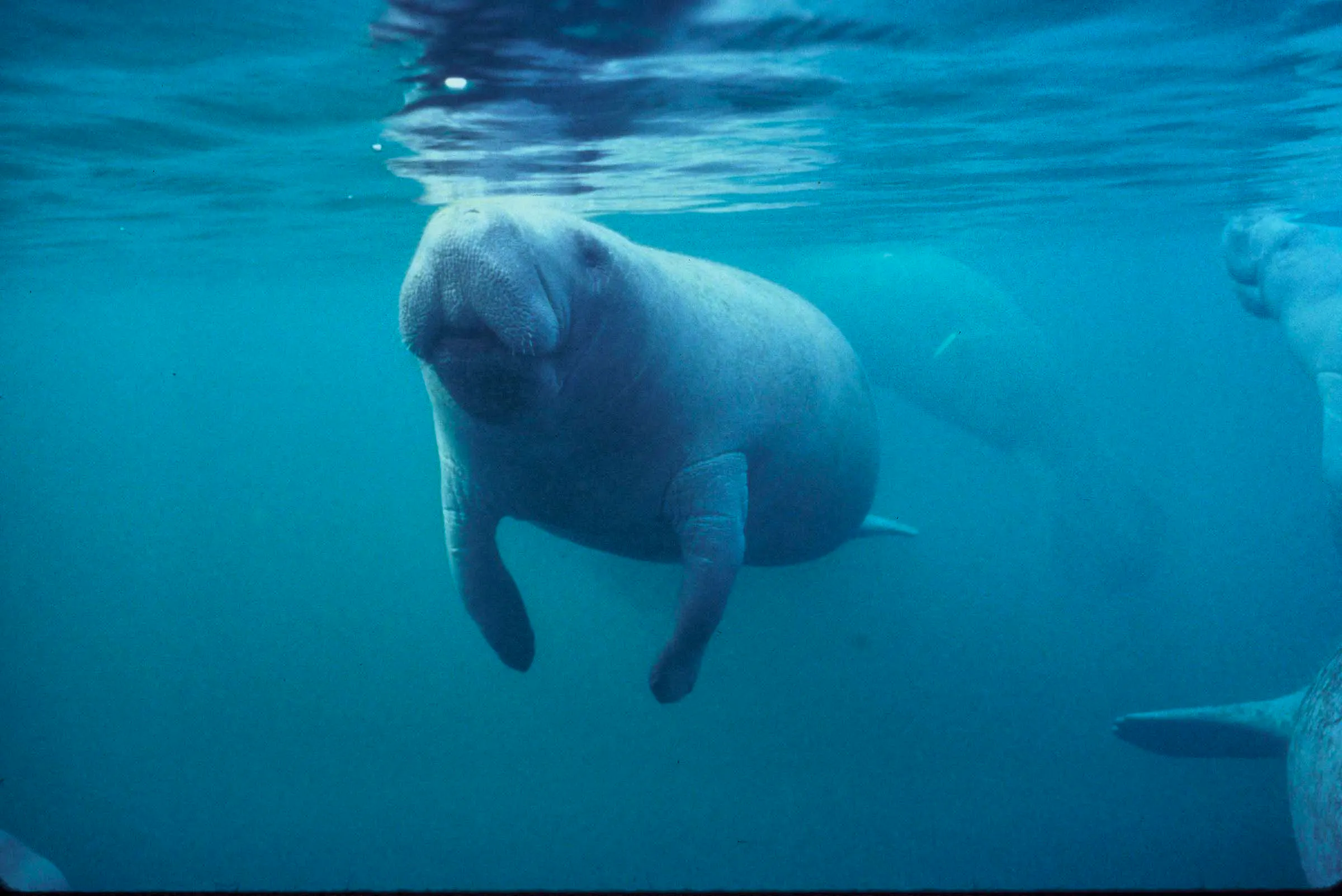 florida manatee facing the camera while swimming in water