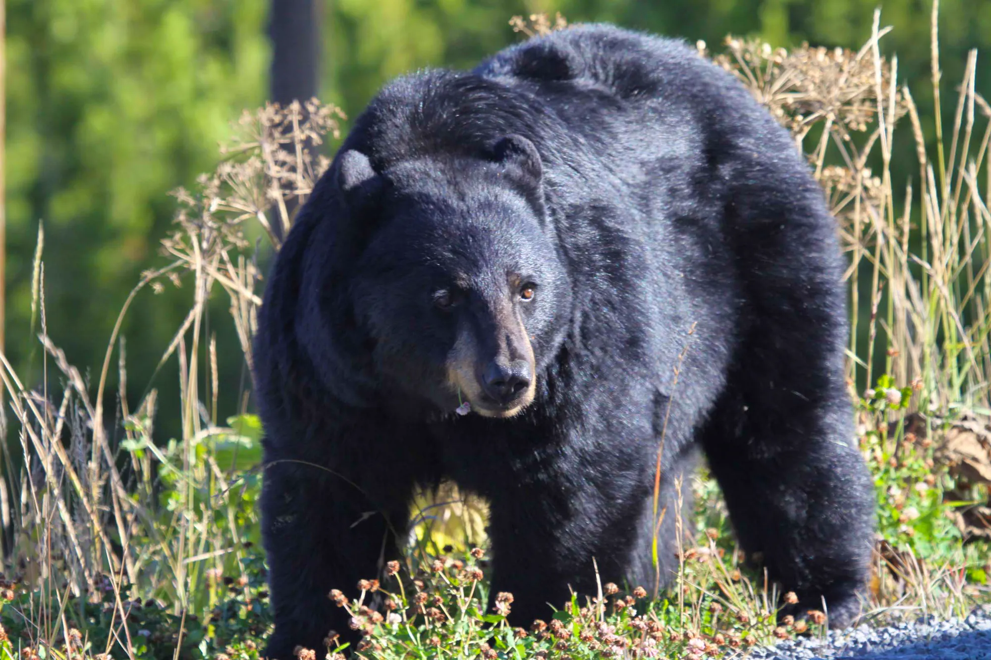 black bear in field with flower in mouth