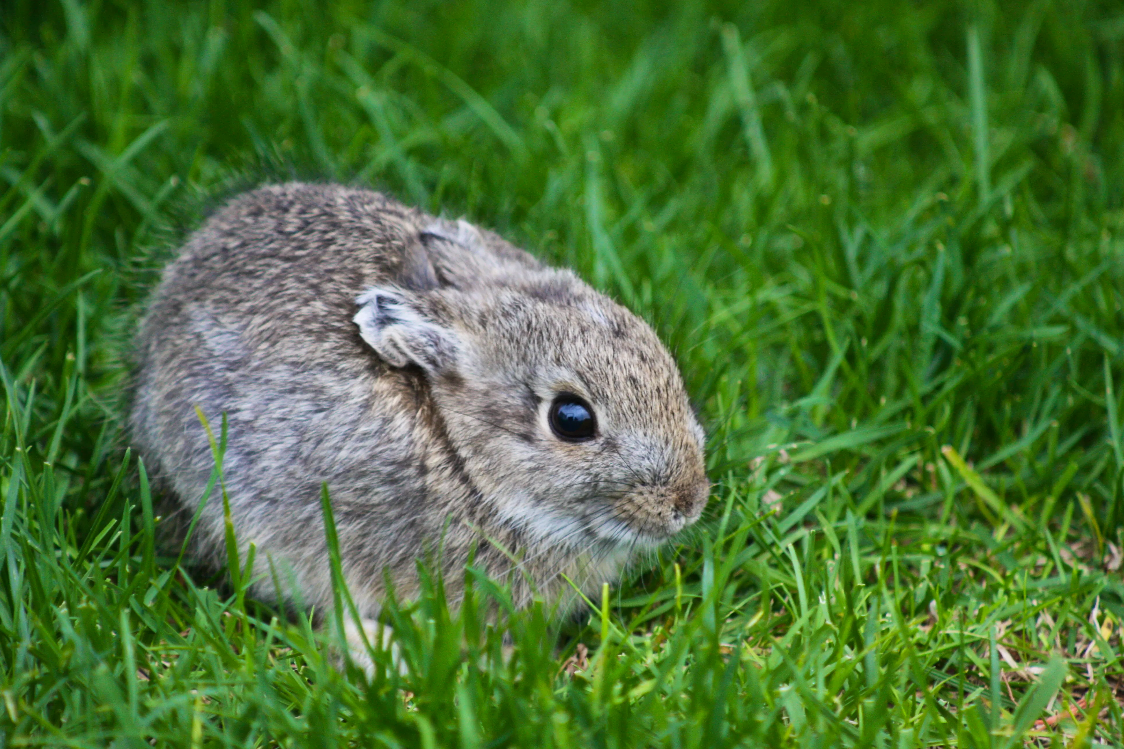 Pygmy Rabbit