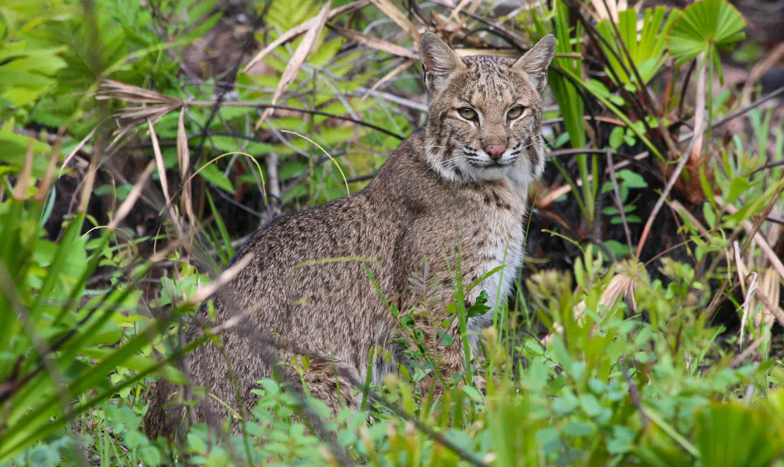 An alert bobcat hiding in the green foliage.