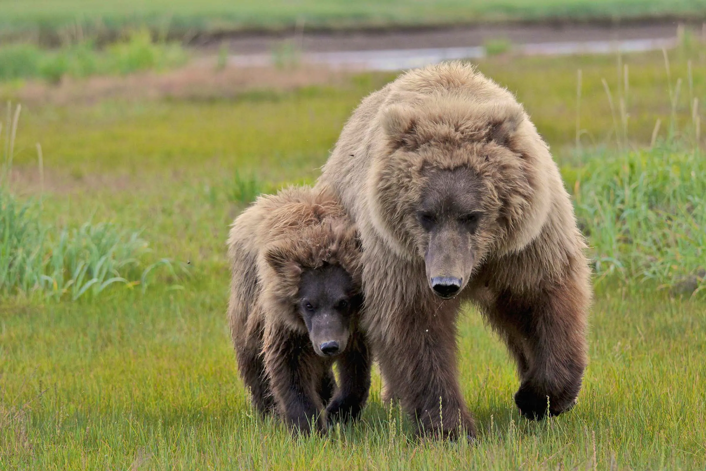 grizzly bear mother walking closely with cub in grass field