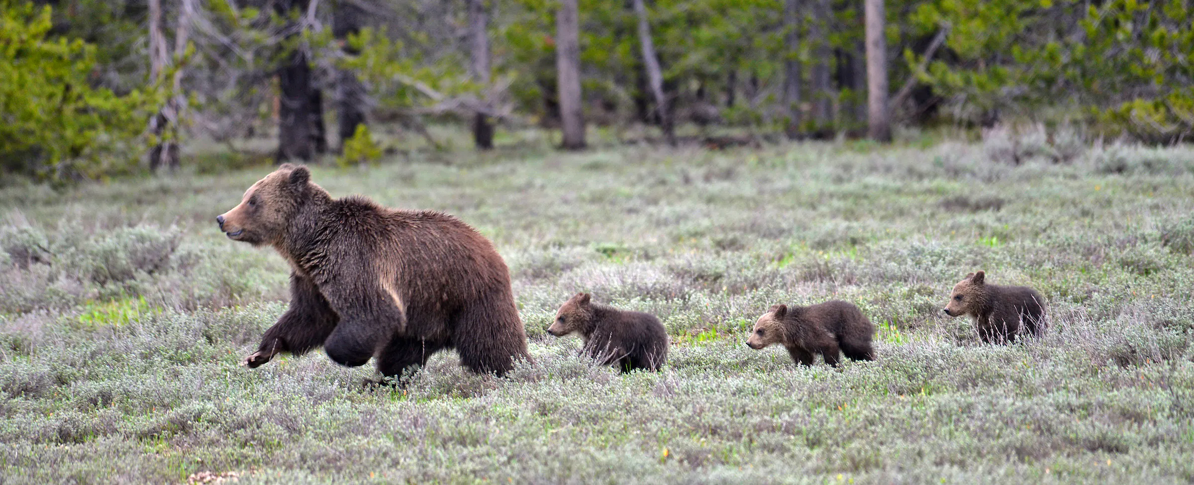 grizzly bear mother leading her cubs in a field