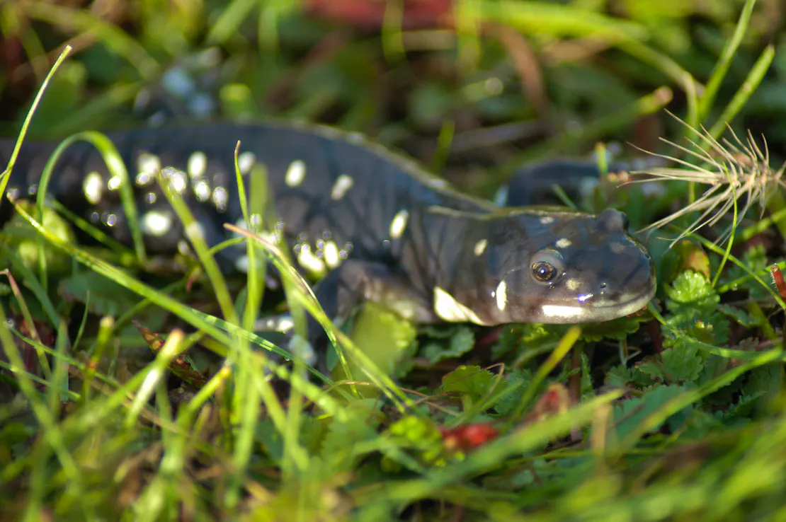 closeup of California Tiger Salamander in grass