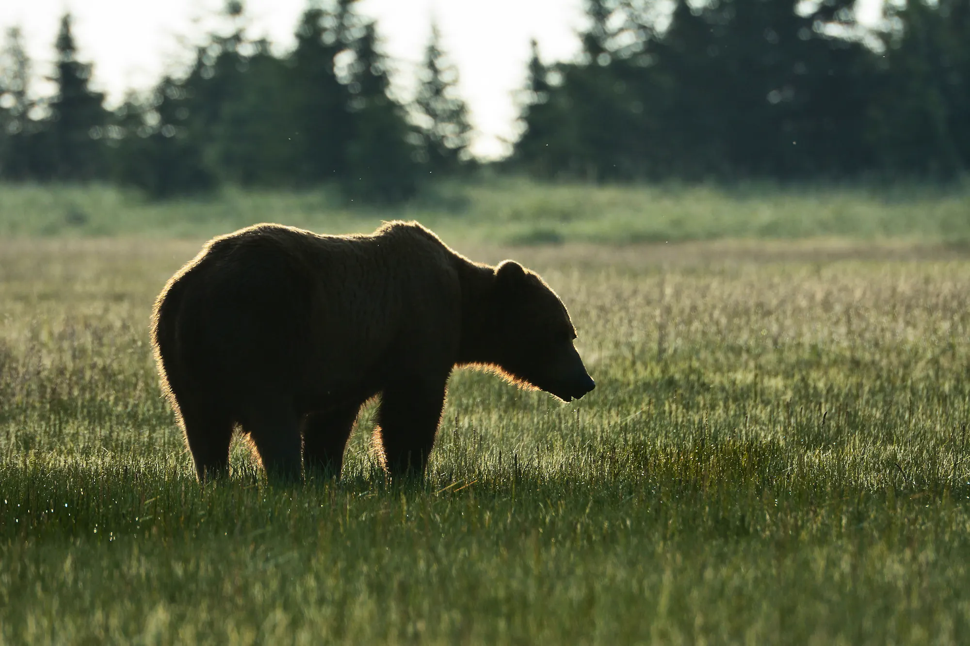 Silhouette of coastal brown bear in a field in Alaska