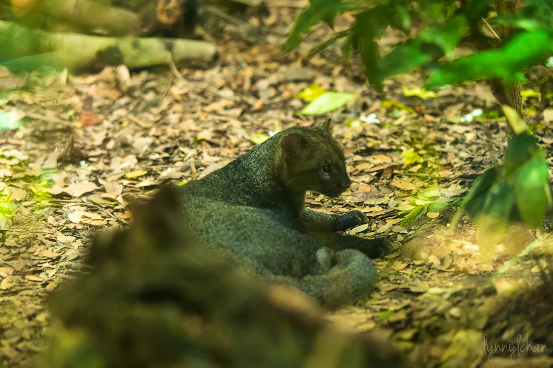 A jaguarundi lays on a leaf-littered floor looking off to the right side of the photo.