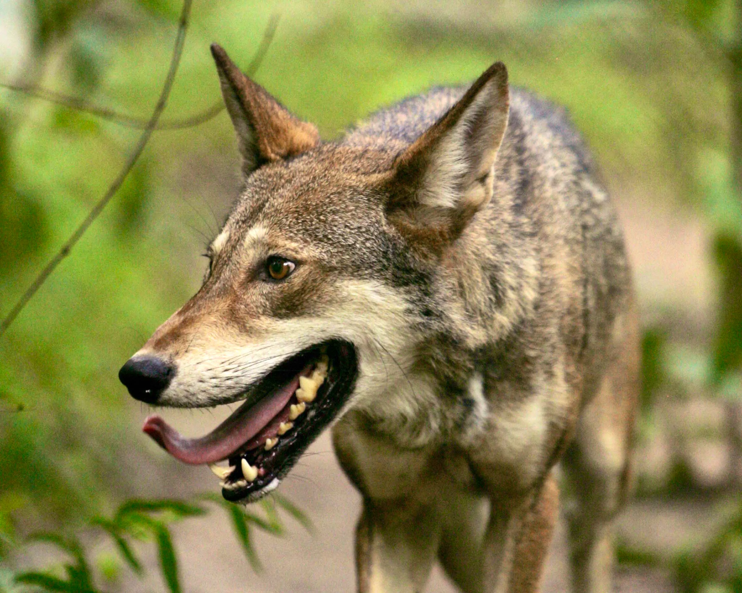 close up of Red Wolf walking in Alligator River National Wildlife Refuge
