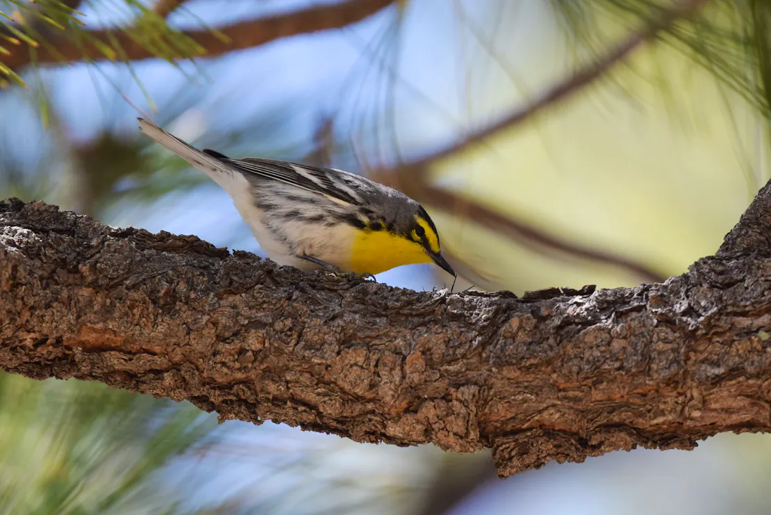 A Grace's warbler on a branch eyeing a fuzzy brown caterpillar. The warbler is a mottled white and black with a yellow face and front.