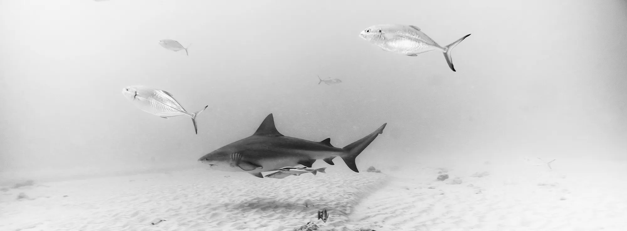 Lemon shark and jack fish swimming near ocean floor in Playa del Carmen