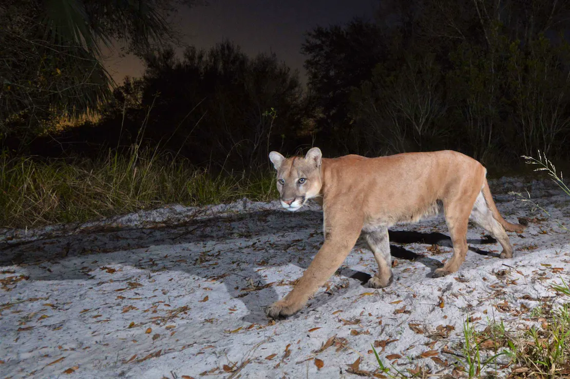 Florida Panther walking through sand at night