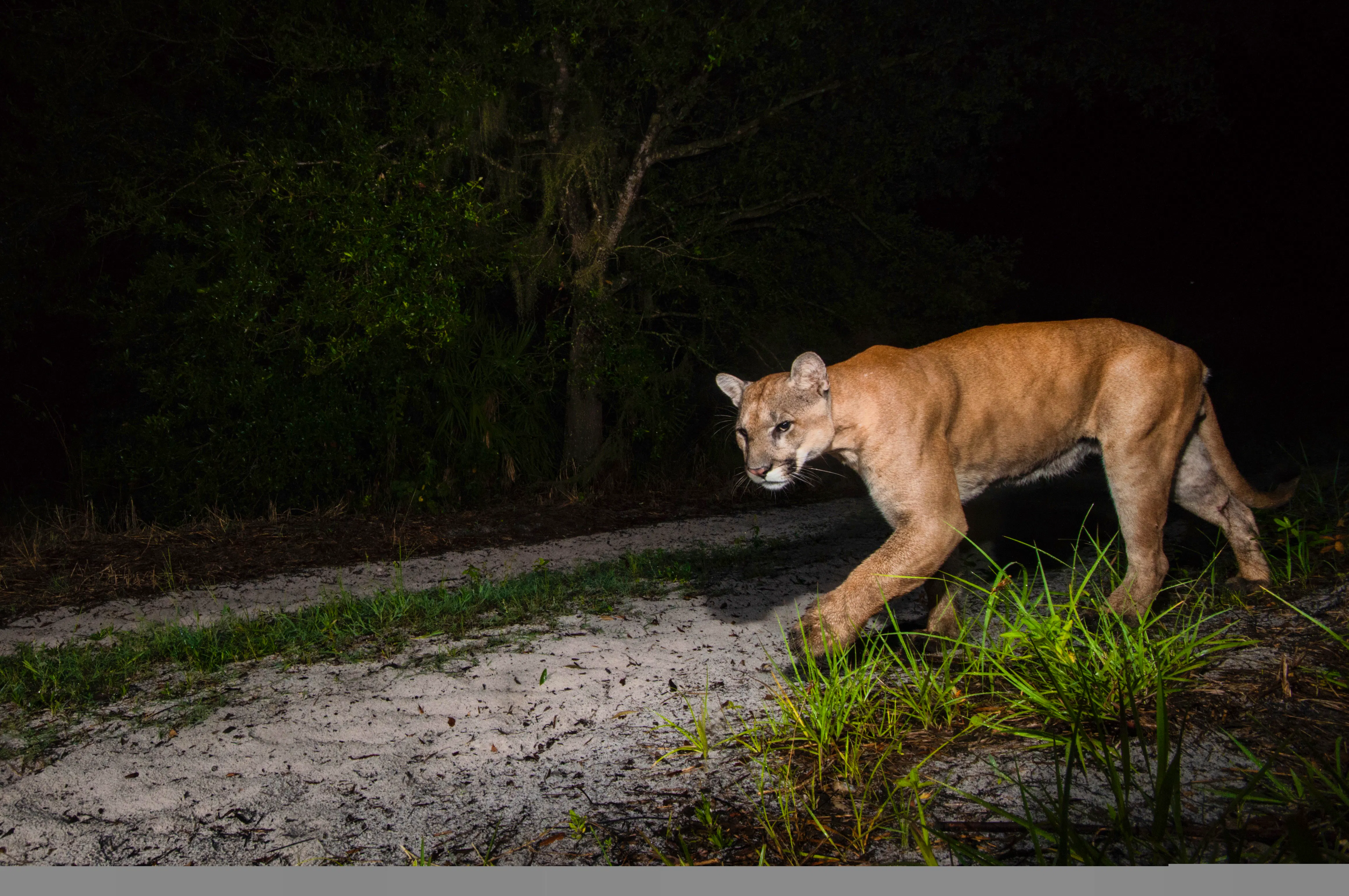Florida Panther
