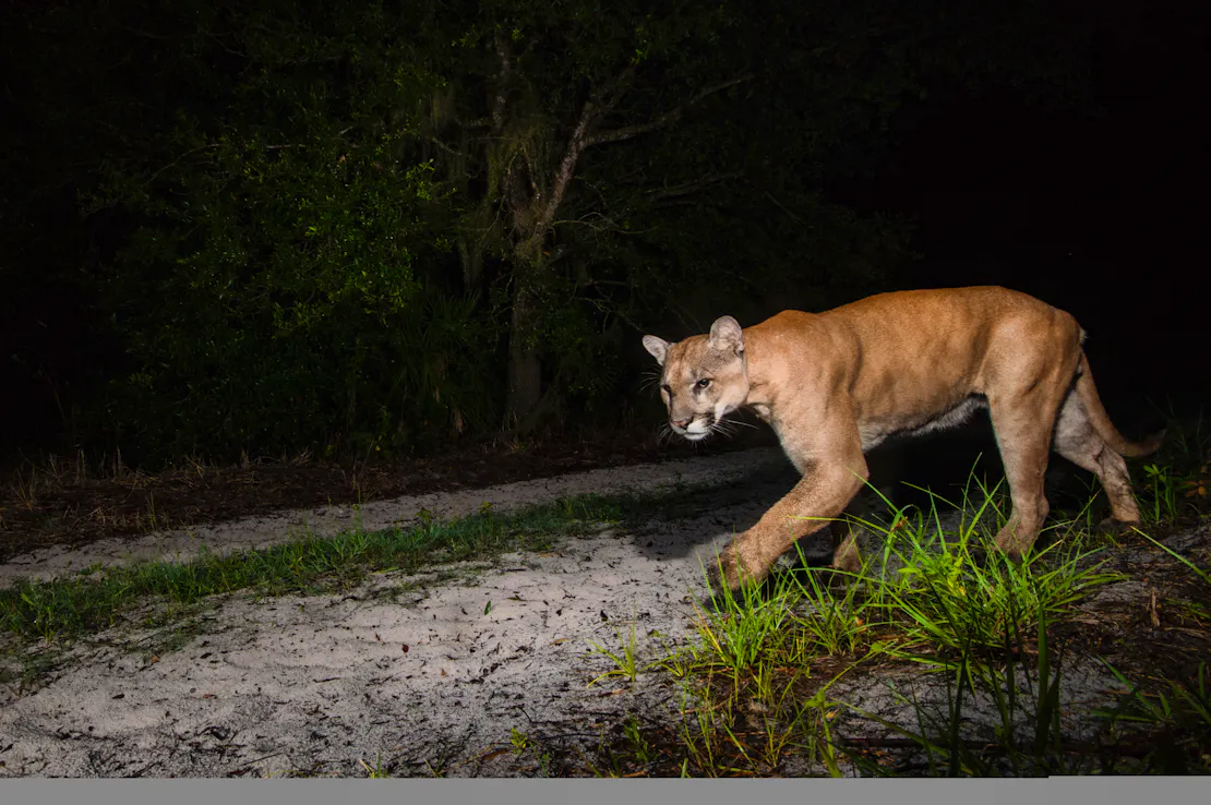 Florida Panther
