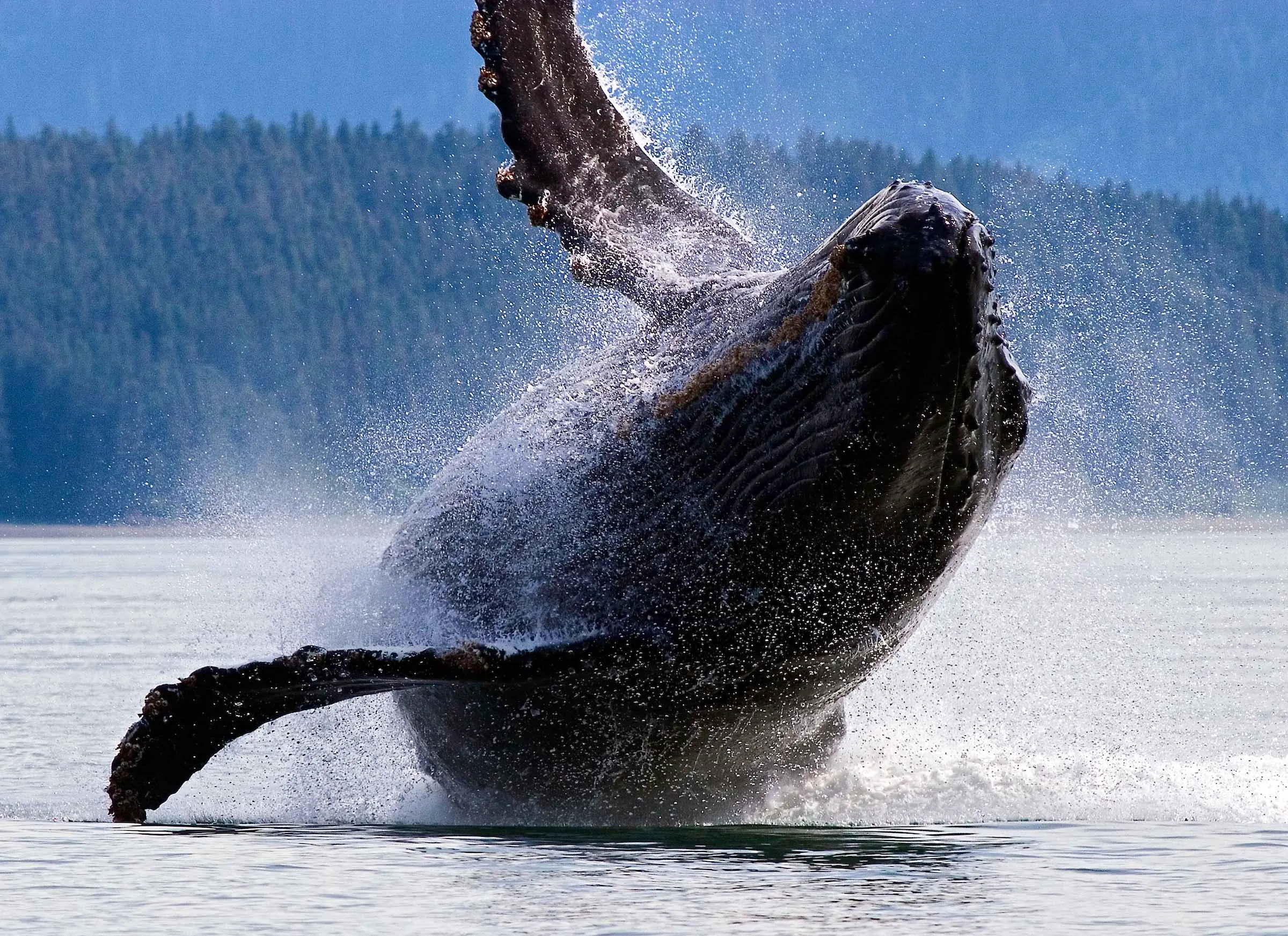 humpback whale breaching out of water