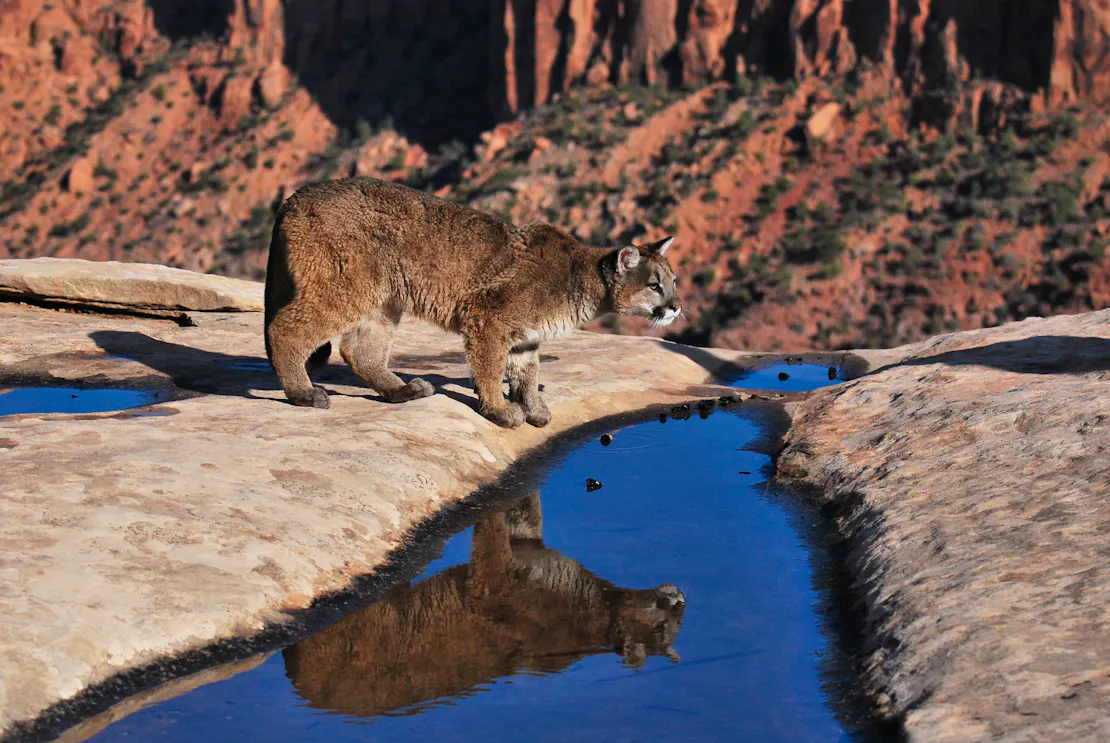 10 month old mountain lion taking a sip of water from a river with reflection in front of him. Red rock cliff rise up in the background.