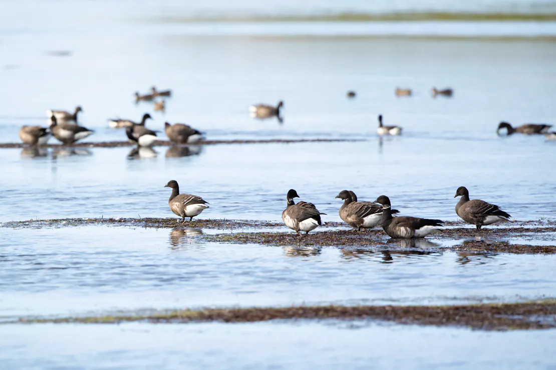 Black Brants (goose-like bird with a dark neck and face and light grey-brown backs) at Izembek Lagoon
