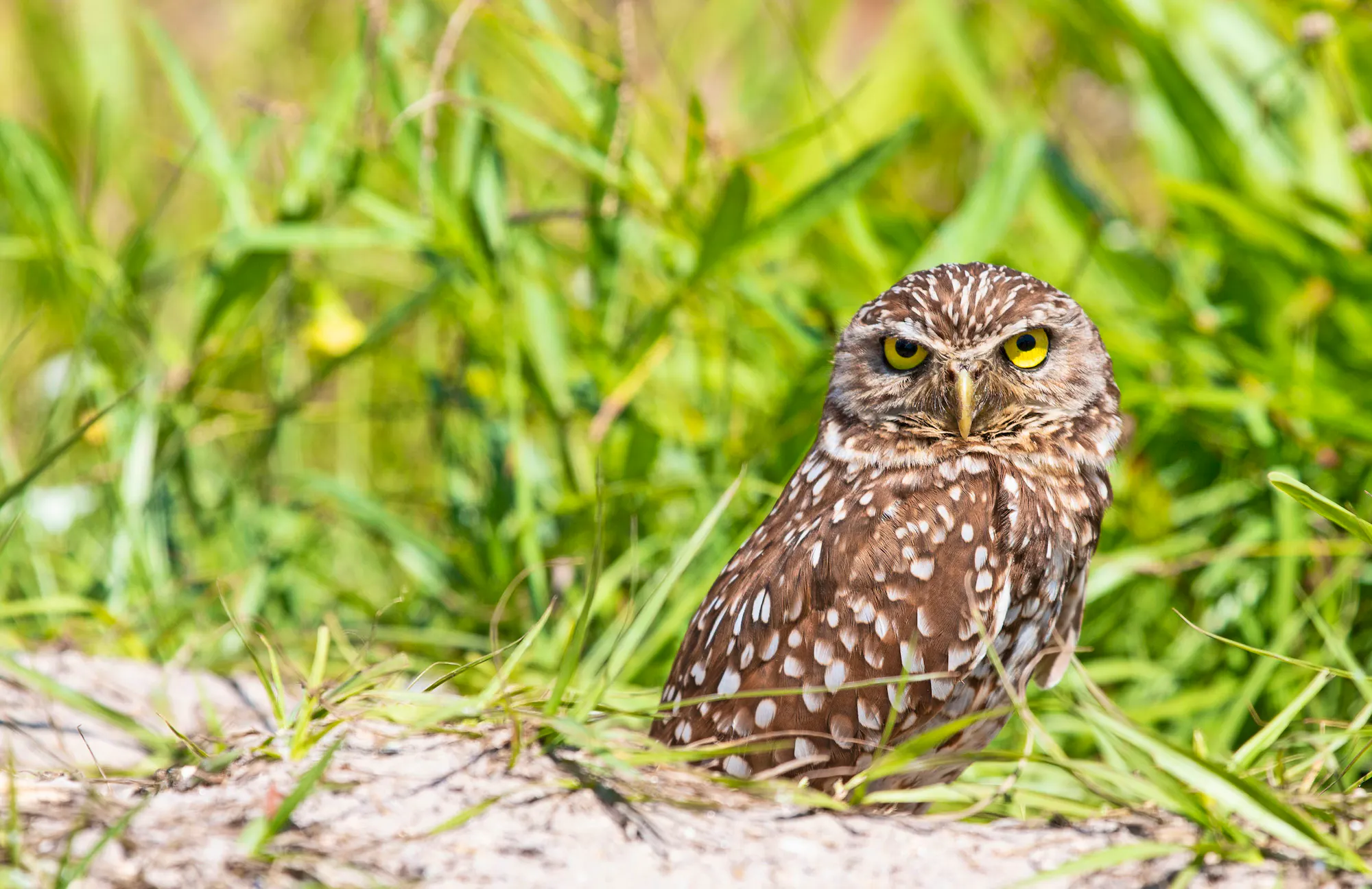 burrowing owl peeking out of burrow and looking at camera