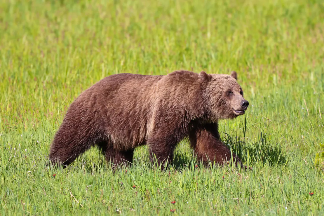 Brown bear walking in grassy field