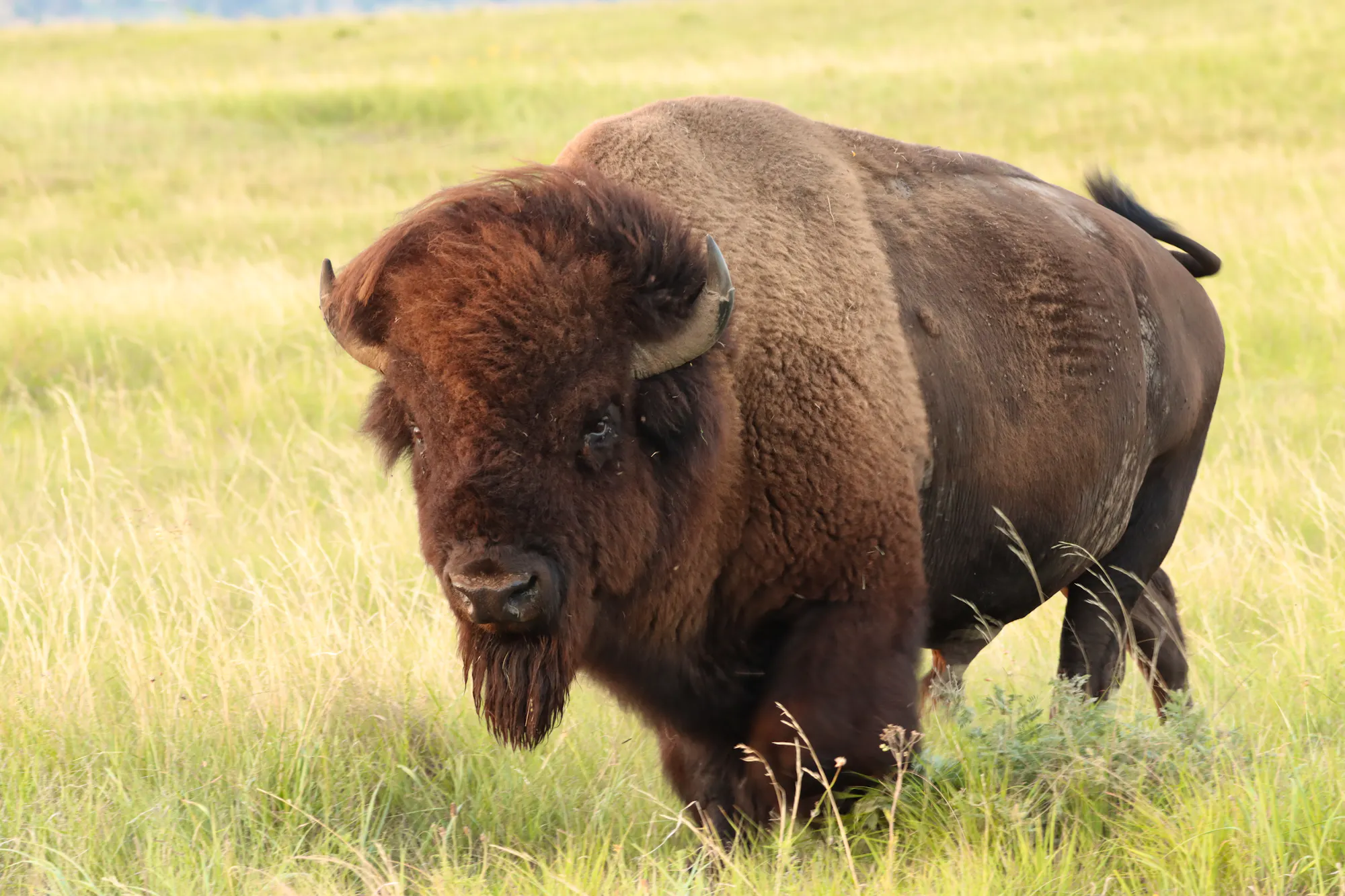 Bison in the plain