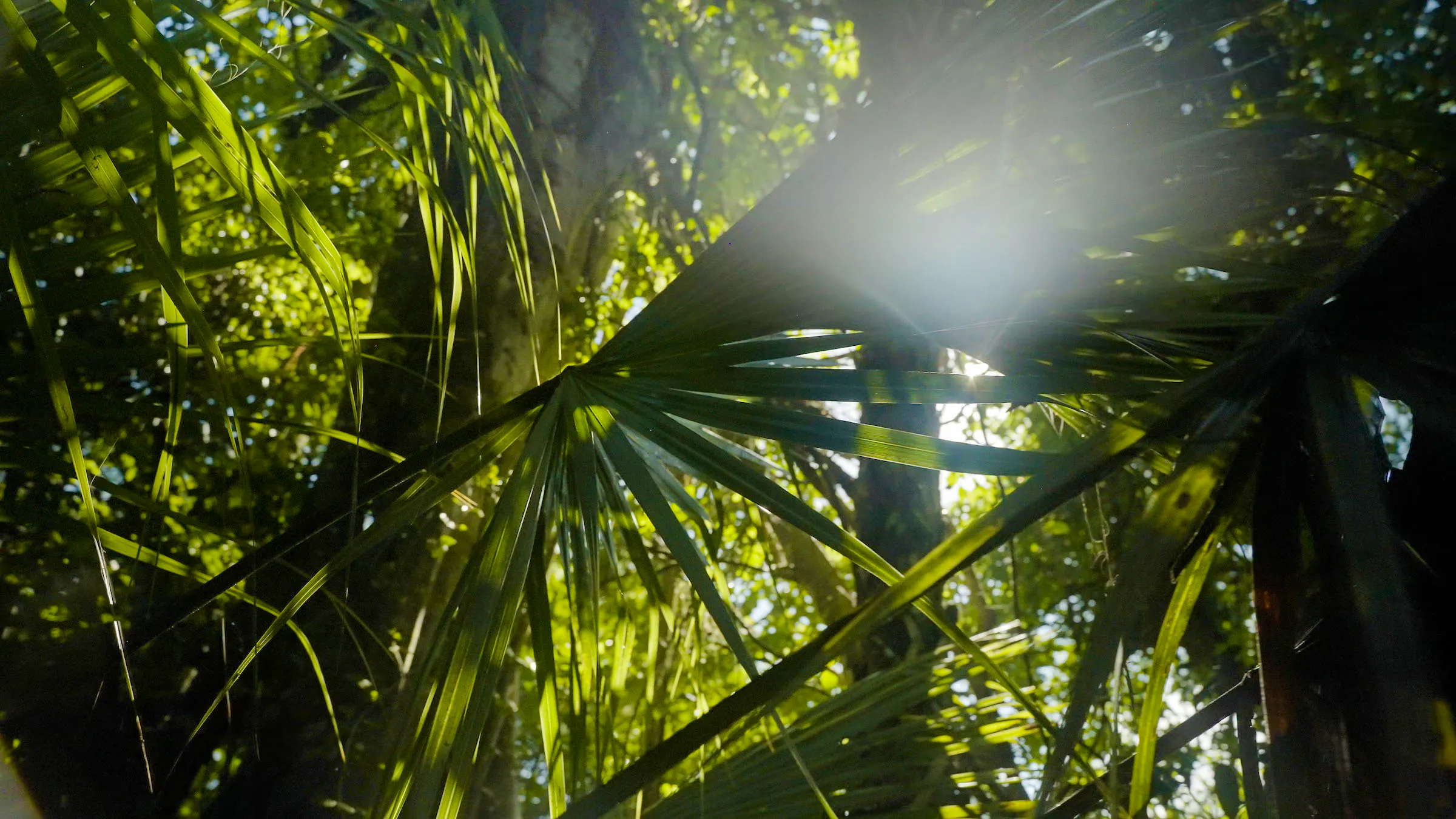 light shining through palm fronds