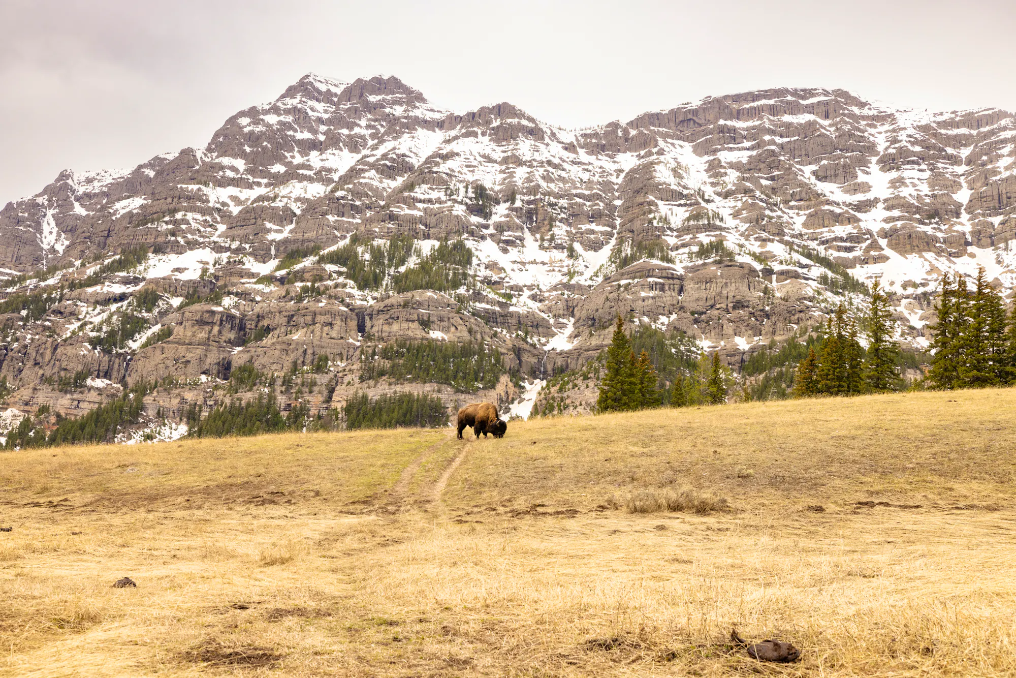 bison grazing