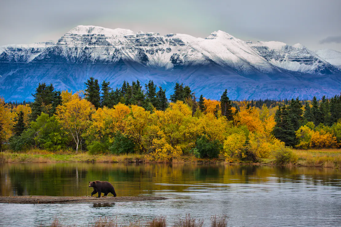 Brown Bear on rivers edge