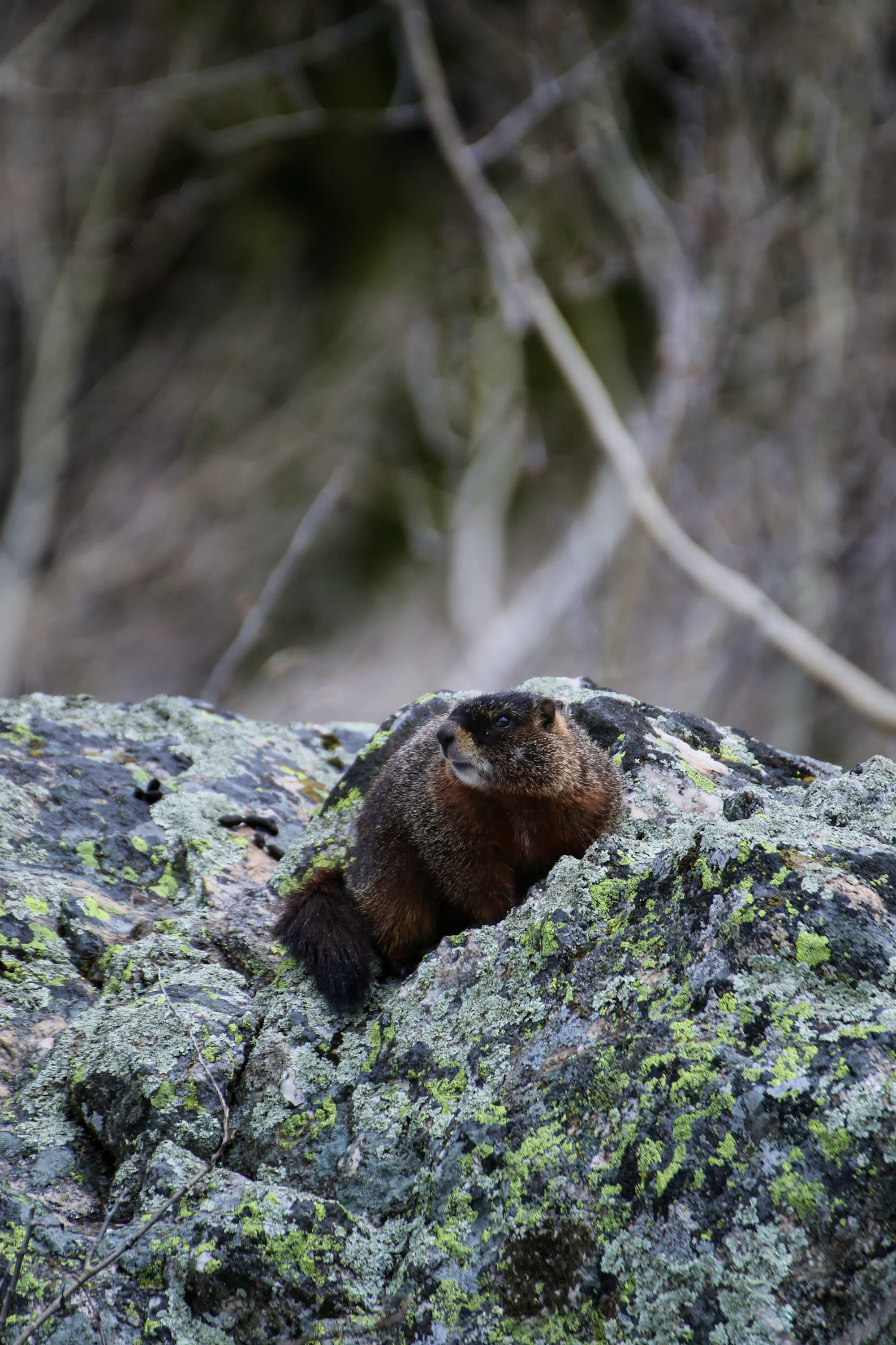 A yellow-bellied marmot sits on rock speckled with moss.