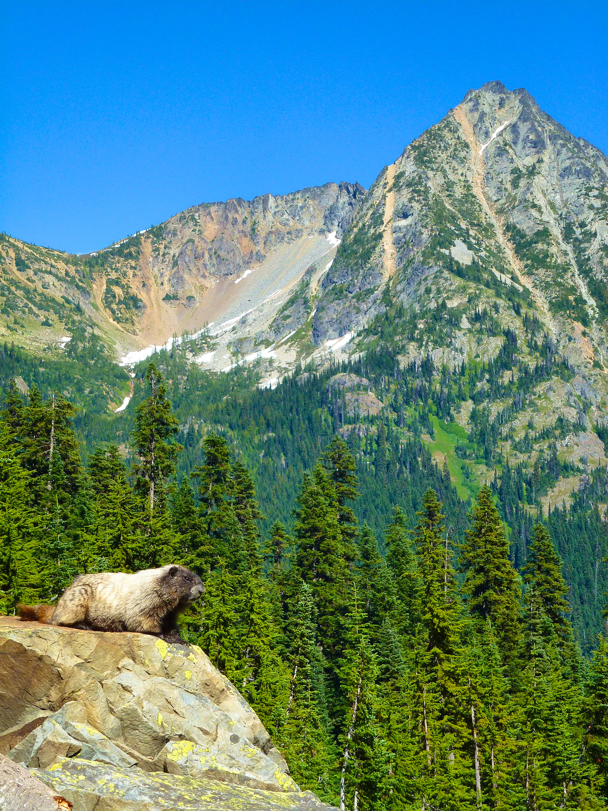 A Hoary marmot (large rodent with a mostly white coat and dark brown face) crouches on a rock outcropping with evergreen trees below and a mountain rising in the background.