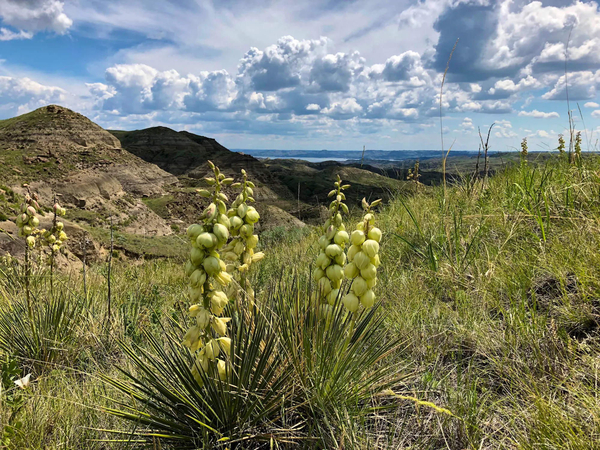 A yucca overlooks Cabin Coulee on Charles M. Russell NWR, Montana.