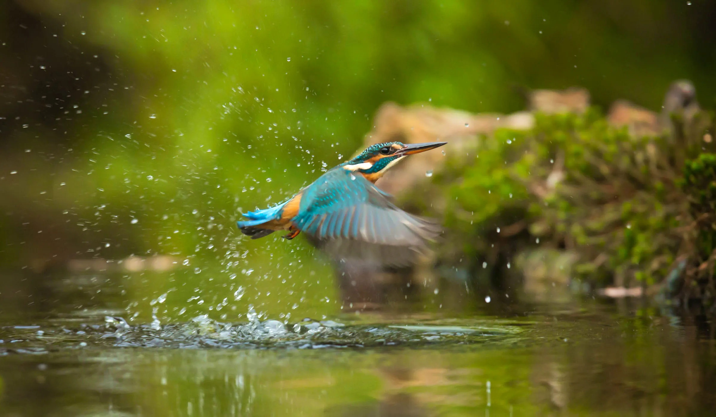kingfisher flying over water