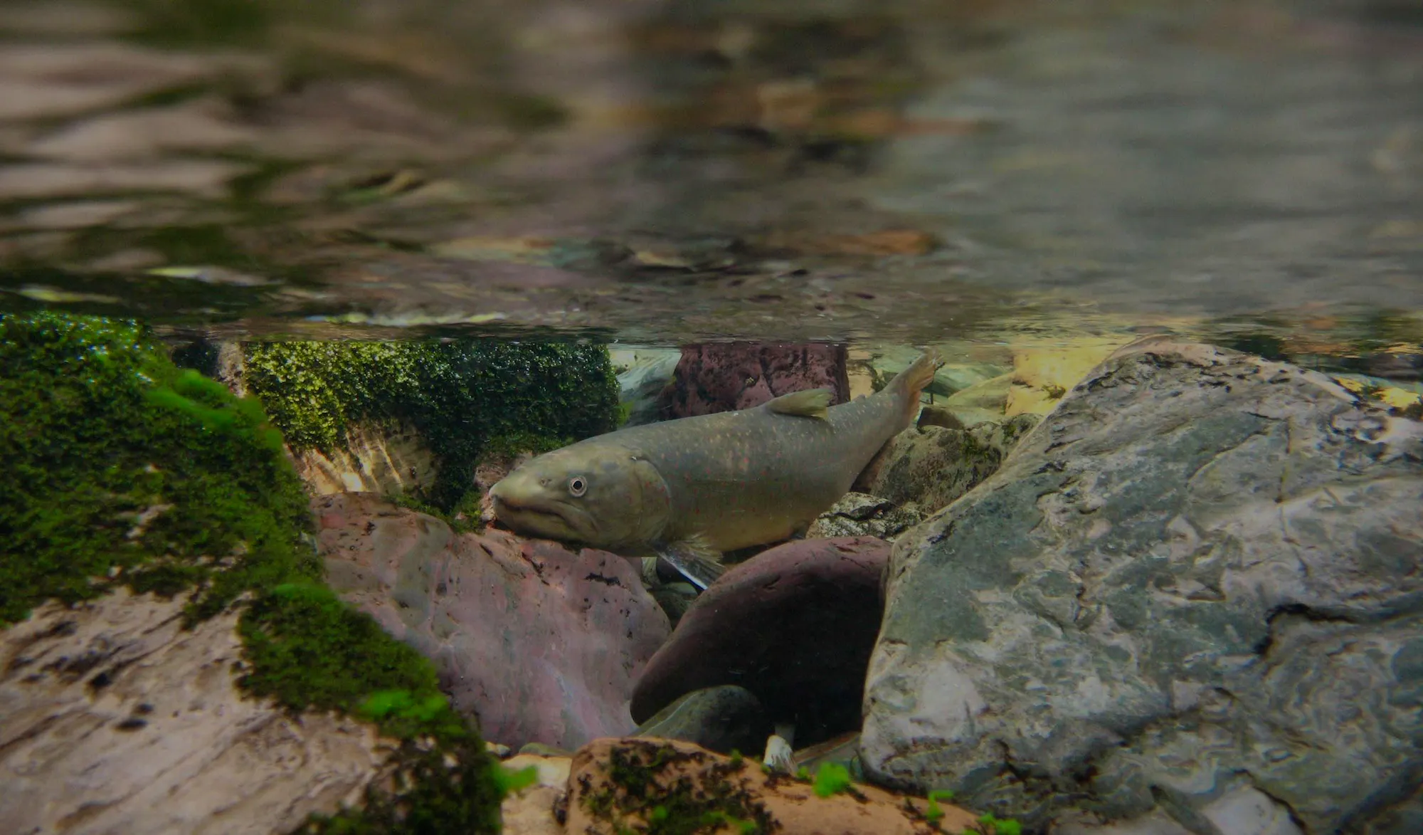 Bull trout swimming in water in Lolo National Forest