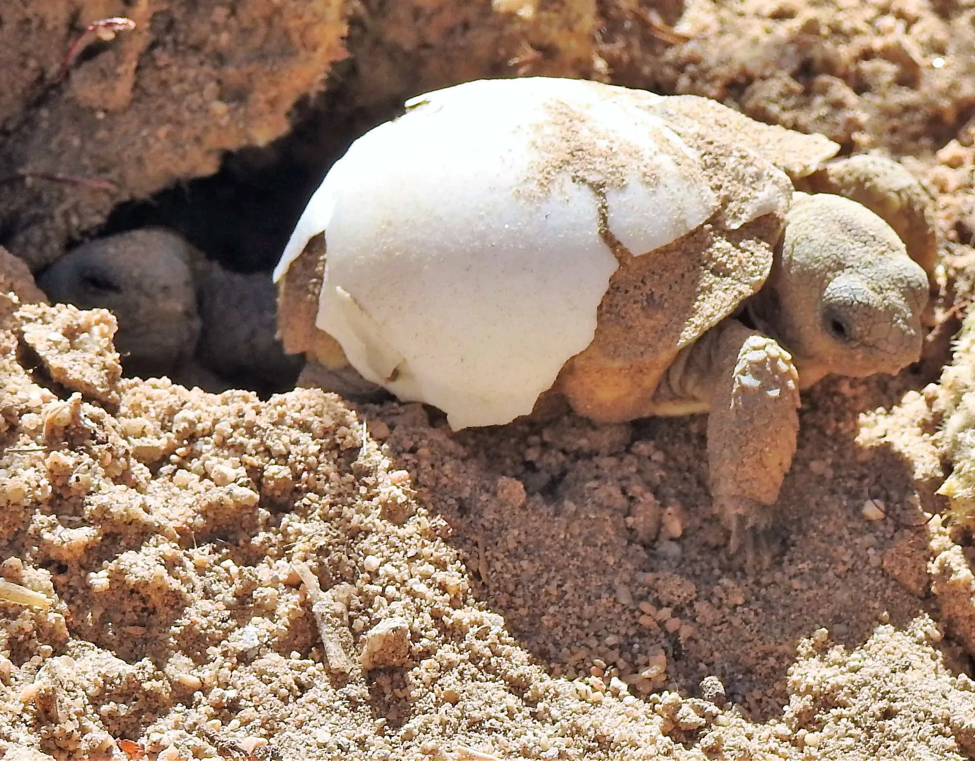 Desert Tortoise climbing out of shell