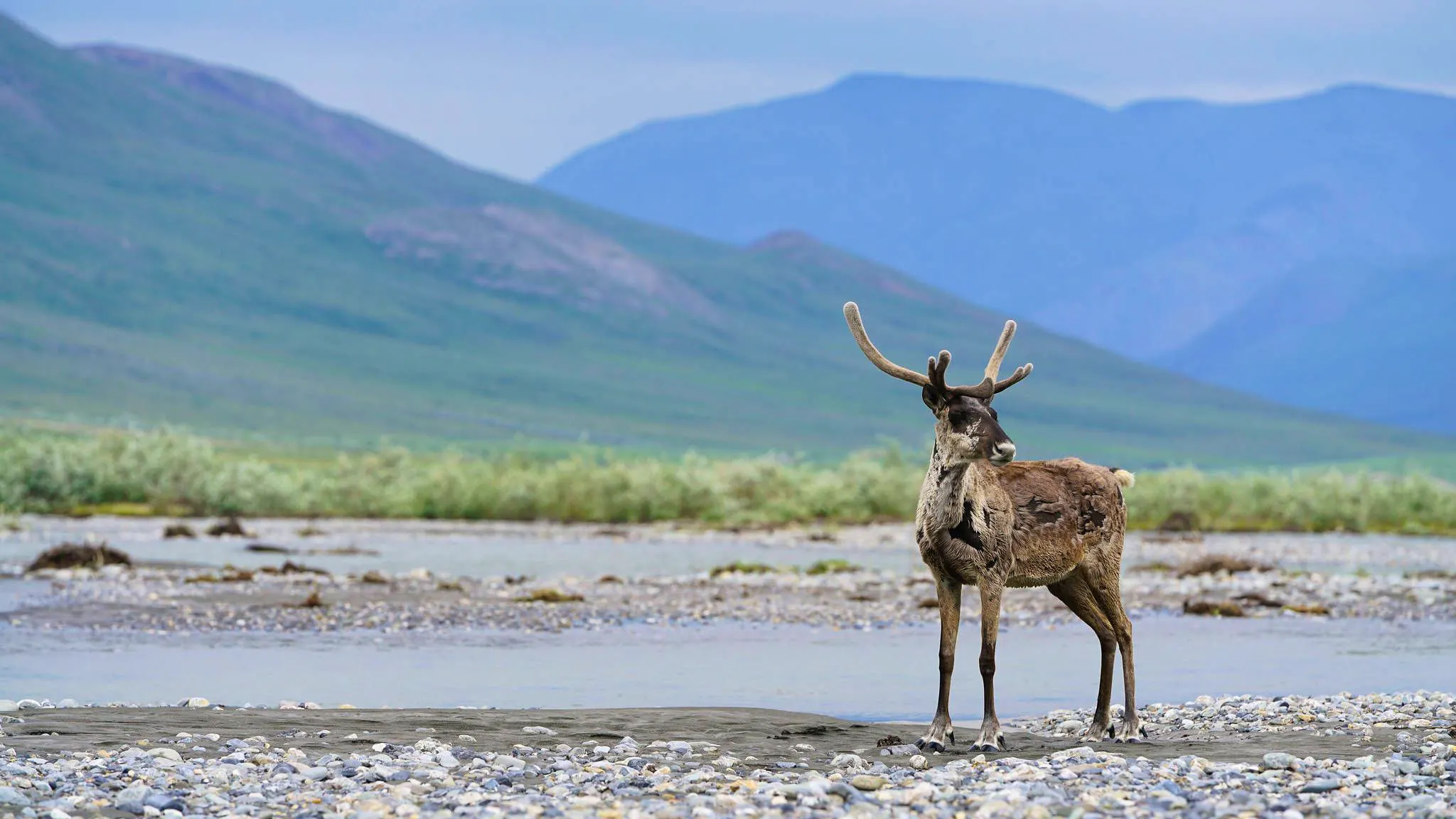 Caribou on the Hulahula river in Arctic NWR in Alaska.