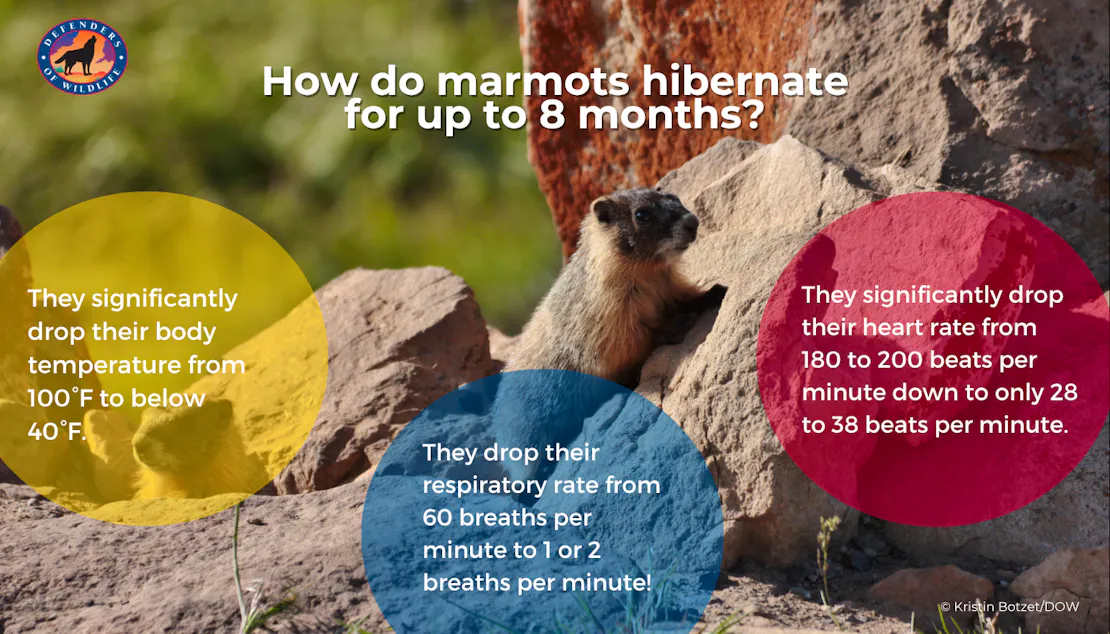 Graphic sharing how hibernating marmots will significantly drop their body temperature from 100° F to below 40° F, their heart rate from 180 to 200 beats per minute down to only 28 to 38 beats per minute, and their respiratory rate from 60 breaths per minute to 1 or 2 breaths per minute!