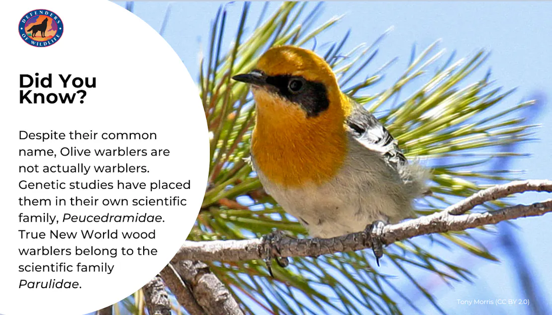 Graphic sharing a fun fact that Olive warblers are not actually warblers. Genetic studies have placed them in their own scientific family, Peucedramidae. True New World wood warblers belong to the scientific family Parulidae.
