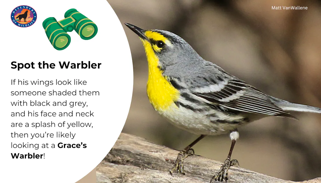 Graphic sharing a tip for spotting and identifying a Grace's warbler. "If his wings look like someone shaded them with black and grey, and his face and neck are a splash of yellow, then you’re likely looking at a Grace’s Warbler!"