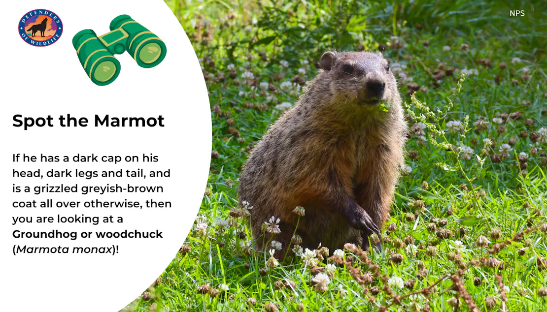 Graphic explaining how to identify a groundhog: They have a dark cap on his head, dark legs and tail, and a grizzled greyish-brown coat all over otherwise.