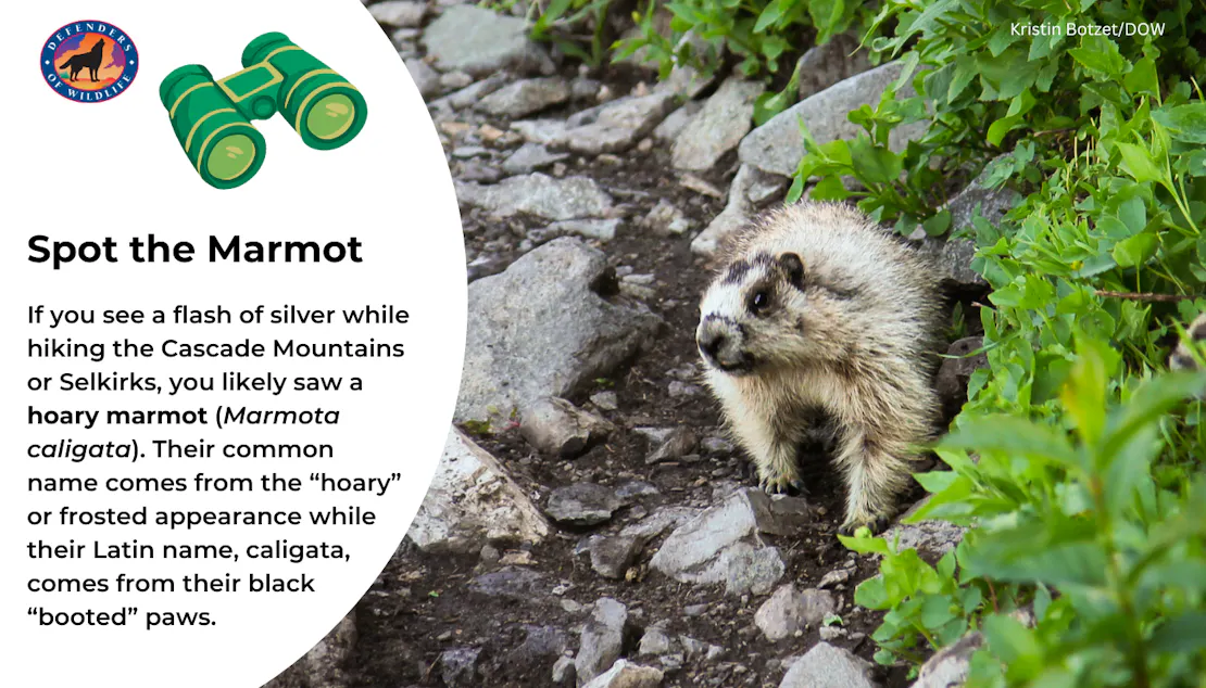 Graphic explaining how to identify a hoary marmot: heir common name comes from the “hoary” or frosted appearance while their Latin name, caligata, comes from their black “booted” paws.