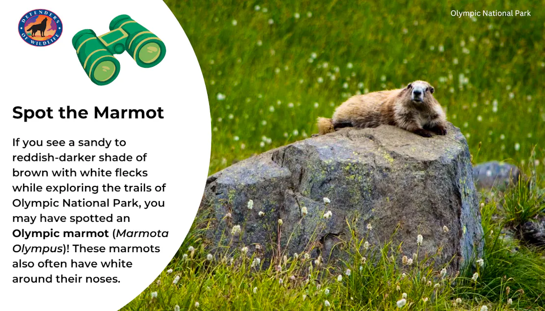 Graphic explaining how to identify an Olympic Marmot: They have a sandy to reddish-darker shade of brown with white flecks and are only found in Olympic National Park.