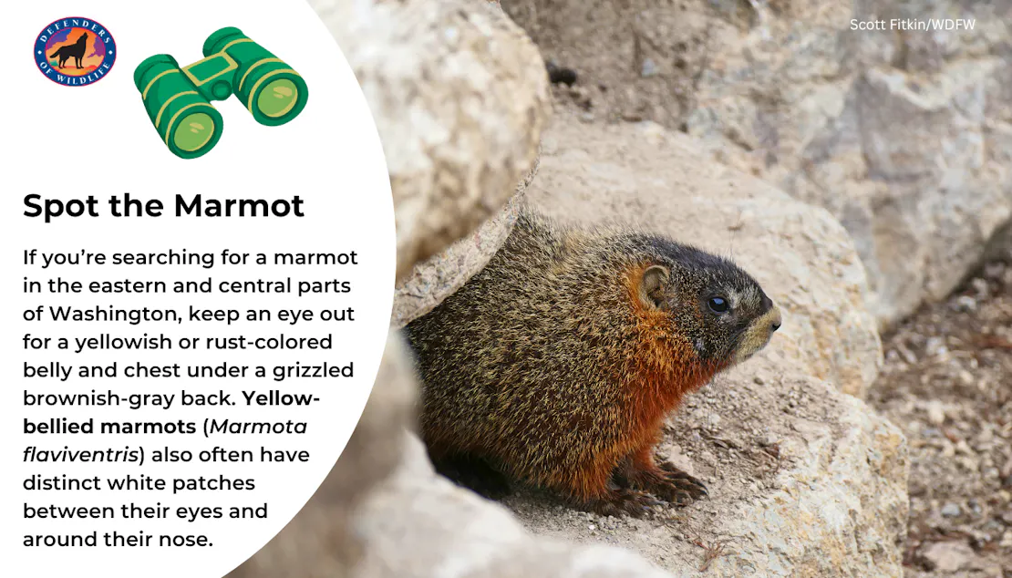 Graphic explaining how to identify a yellow-bellied marmot: they have a yellowish or rust-colored belly and chest under a grizzled brownish-gray back. They also have distinct white patches between their eyes and around their nose.