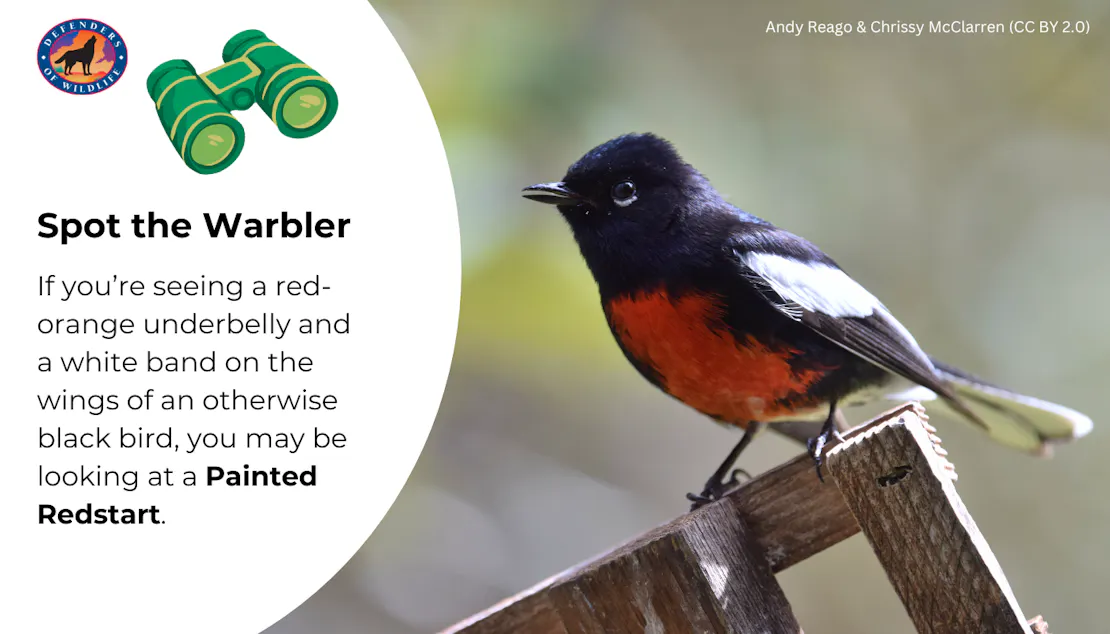 Graphic sharing a tip for spotting and identifying a painted redstart. "If you’re seeing a red-orange underbelly and a white band on the wings of an otherwise black bird, it's a Painted Redstart!"