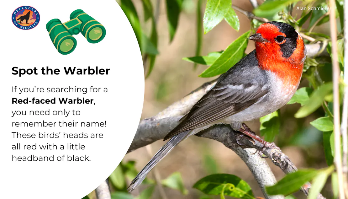 Graphic sharing a tip for spotting and identifying a red-faced warbler. "These birds’ heads are all red with a little headband of black."