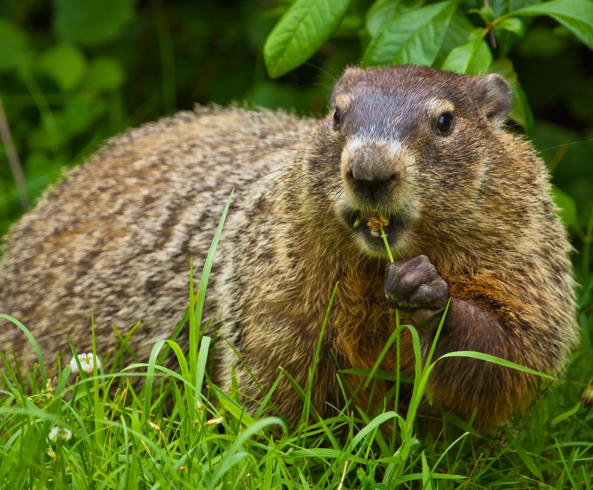 A groundhog standing in grass holding a flower up to its mouth to eat it.