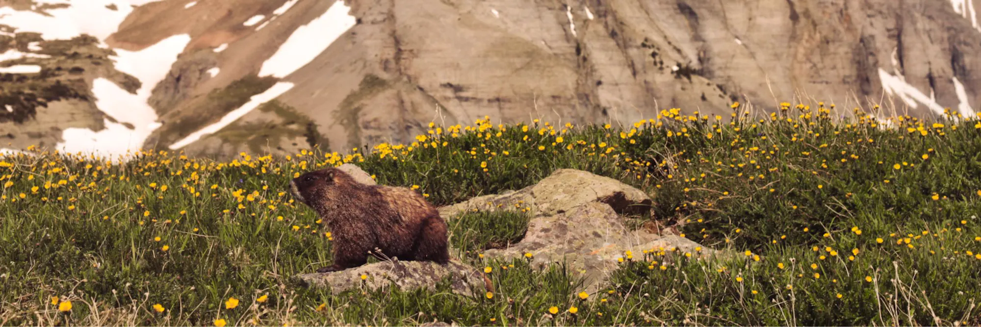 A yellow-bellied marmot sits on a mostly flat rock in a field surrounded by yellow flowers and a mountain in the background.