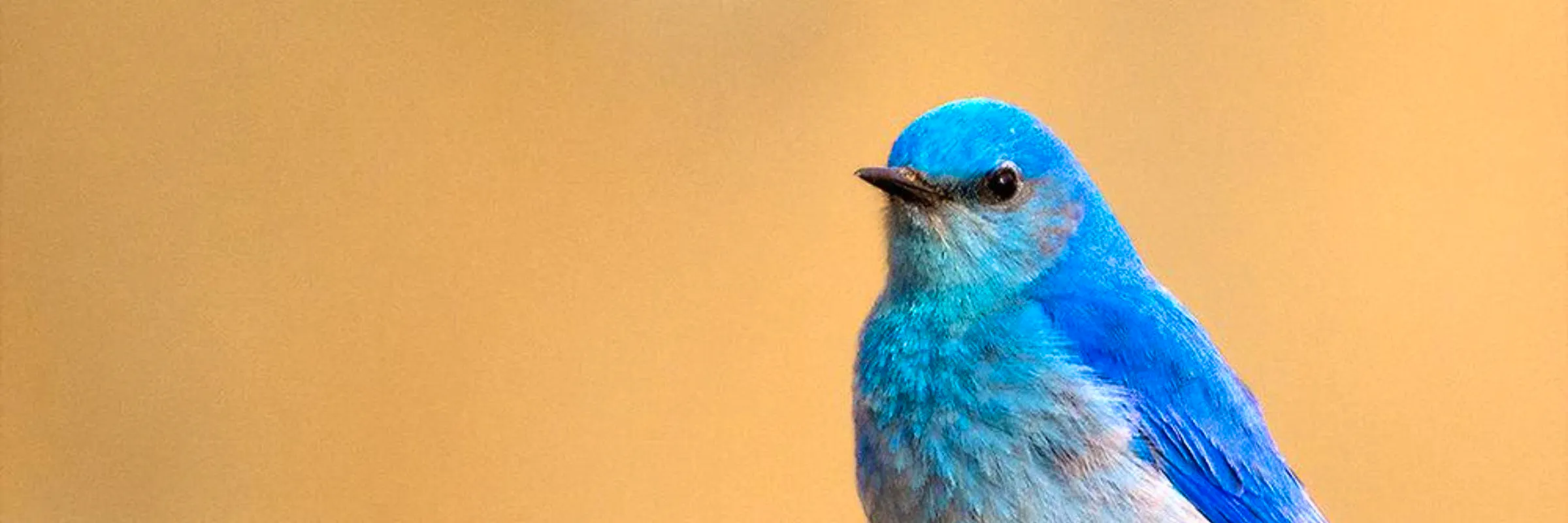 Mountain bluebird Great Sand Dunes National Park 