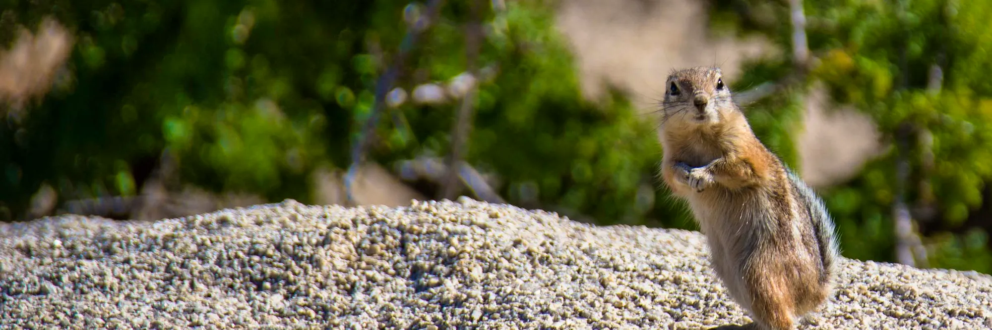 Mojave Ground Squirrel forages for food among the boulders and sands of the Mojave Desert in California.