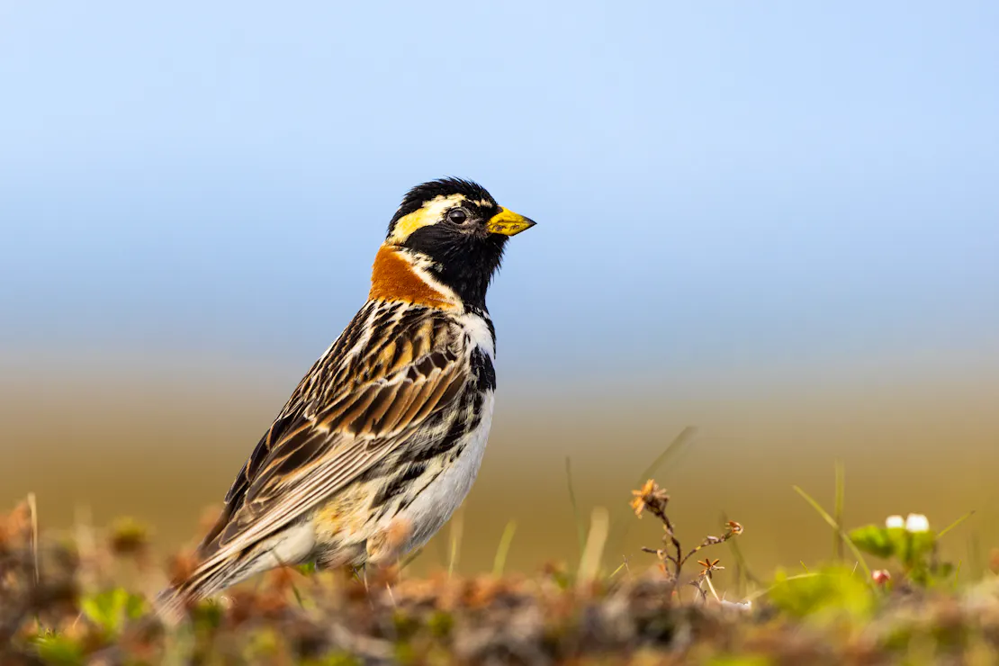 A Lapland longspur (white and brown bird with a orange neck and mostly black face) forages on the tundra of Kigigak Island, Yukon Delta National Wildlife Refuge.