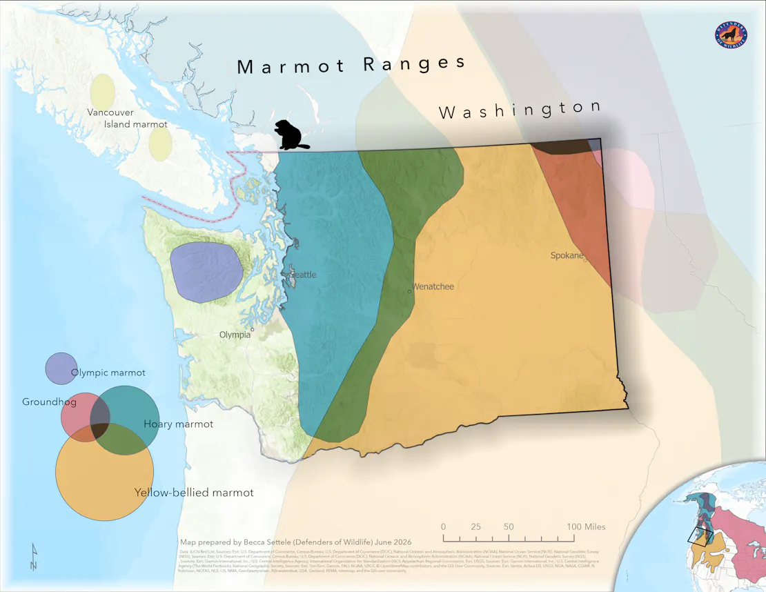 Map showing where different marmot species are found in Washington state.